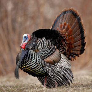 Learn to Hunt: Turkey Edition